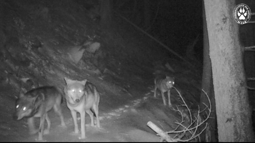 Wolves caught on trapcamera