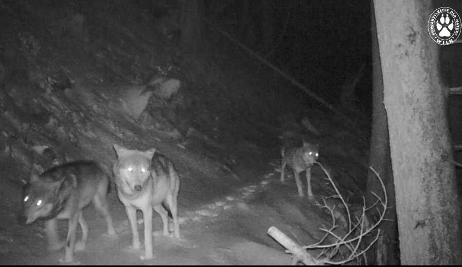 Wolves caught on trapcamera