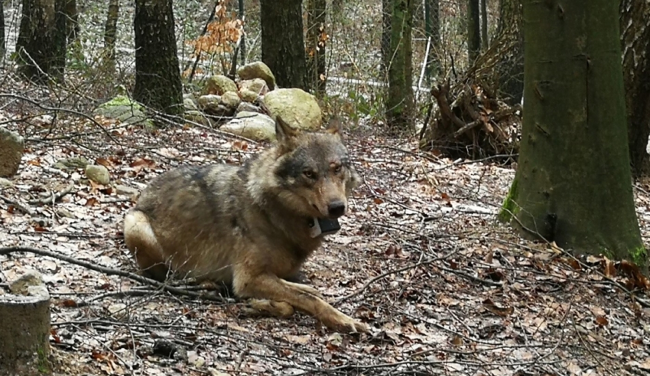 Wolf rescue mission / Akcja ratunkowa wilka