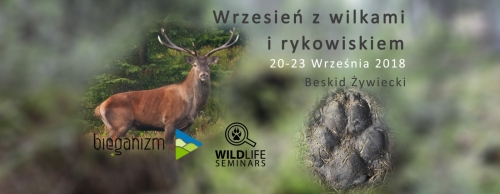 Wilcze tropienia podczas rykowiska / Wolf tracking during the rut