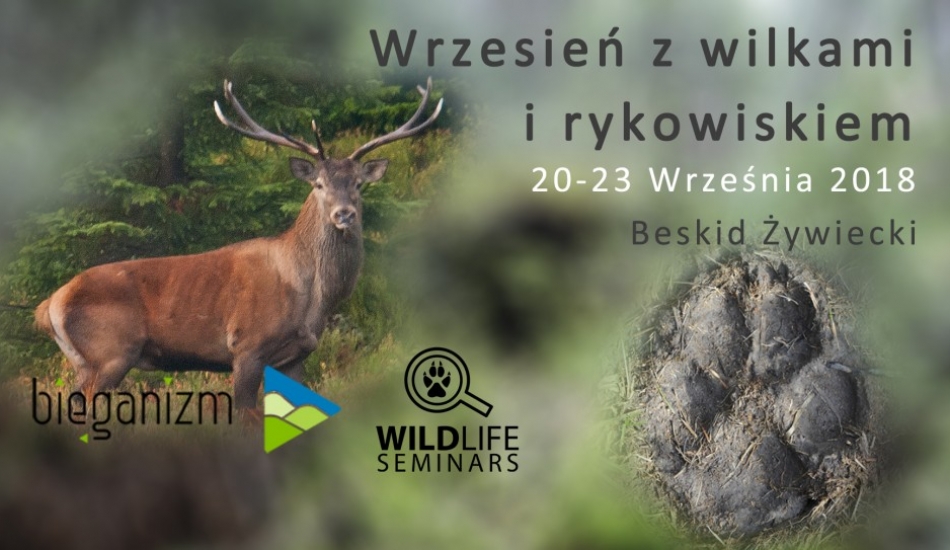 Wilcze tropienia podczas rykowiska / Wolf tracking during the rut